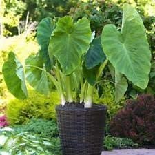 3 Colocasia Esculenta Elephant Ear Taro Gabi Kalo Bulbs NHKM34