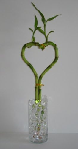 Vase Filler water beads (Clear & XXL Clear)