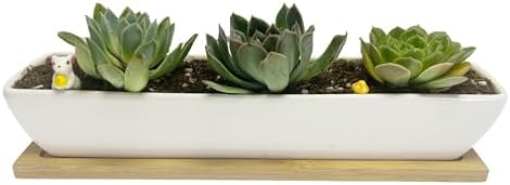 SeaStar White Rectangular Long Succulent Planter Pot, 11x2.16x1.75inch Modern Minimalist Ceramic Succulent Planter Pot with Saucer for Office, Desk