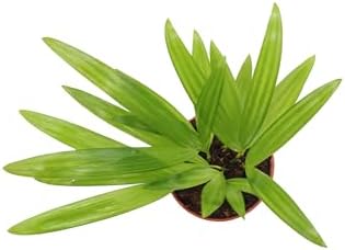 Areca Palm in 4 inch grower's Pot Sold by California Tropicals