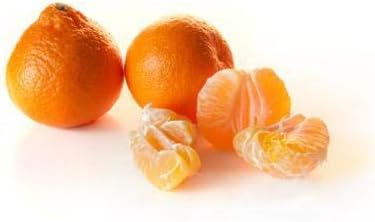 Brighter Blooms - Owari Satsuma Mandarin Tree, 1-2 ft. - No Shipping to AK, AL, AZ, CA, FL, GA, HI, LA, MS, OR, TX