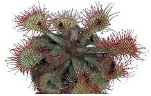 Sundew (Drosera), Living Plant, Good for Acid-Bog Terraria