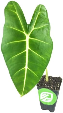 Stingray Elephant Ear Live Plant - Alocasia stringray by Wellspring Gardens - Alocasia - Unique Foliage - Versatile Plant - Tropical Plant