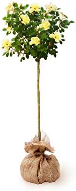 Brighter Blooms - Sunny Knock Out® Rose Tree, 3-4 ft. - No Shipping to AK, AZ, HI
