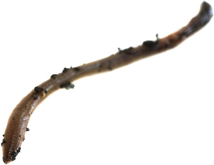 Josh's Frogs Nightcrawlers/Earthworms - 'Lumbricus terrestris' (16 oz)