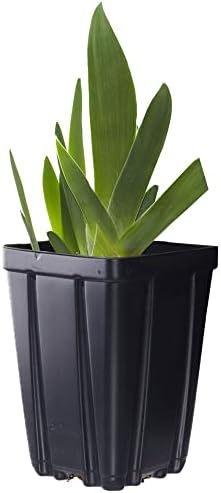 Swingtown Bearded Iris Plant Potted, Fragrant Hot Pink and Purple Flowers, Stargazer Perennials