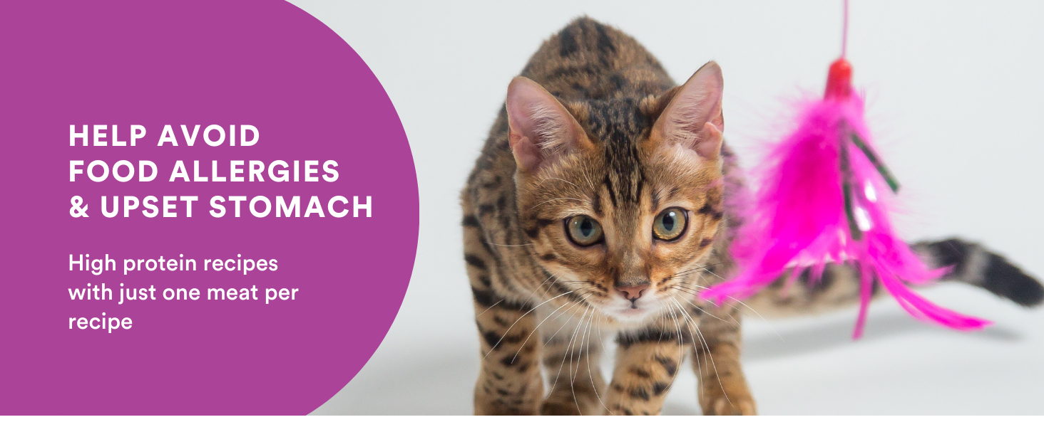Healthy Cat Food Grain free Human-Grade Allergy Sensitivity Chicken Pork Turkey Protein Holistic