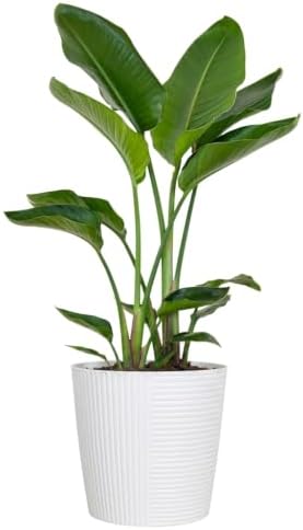 White Bird of Paradise Live Plant 10 inch Pot United Nursery