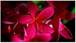 Plumeria Rare Dark Red Unrooted Cutting 10 Inch