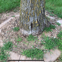 Weed Killer Before Image Natural