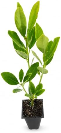 Anise Forest Green - 10 Live Plants - Illicium Parviflorum - Shade Loving Evergreen Hedge