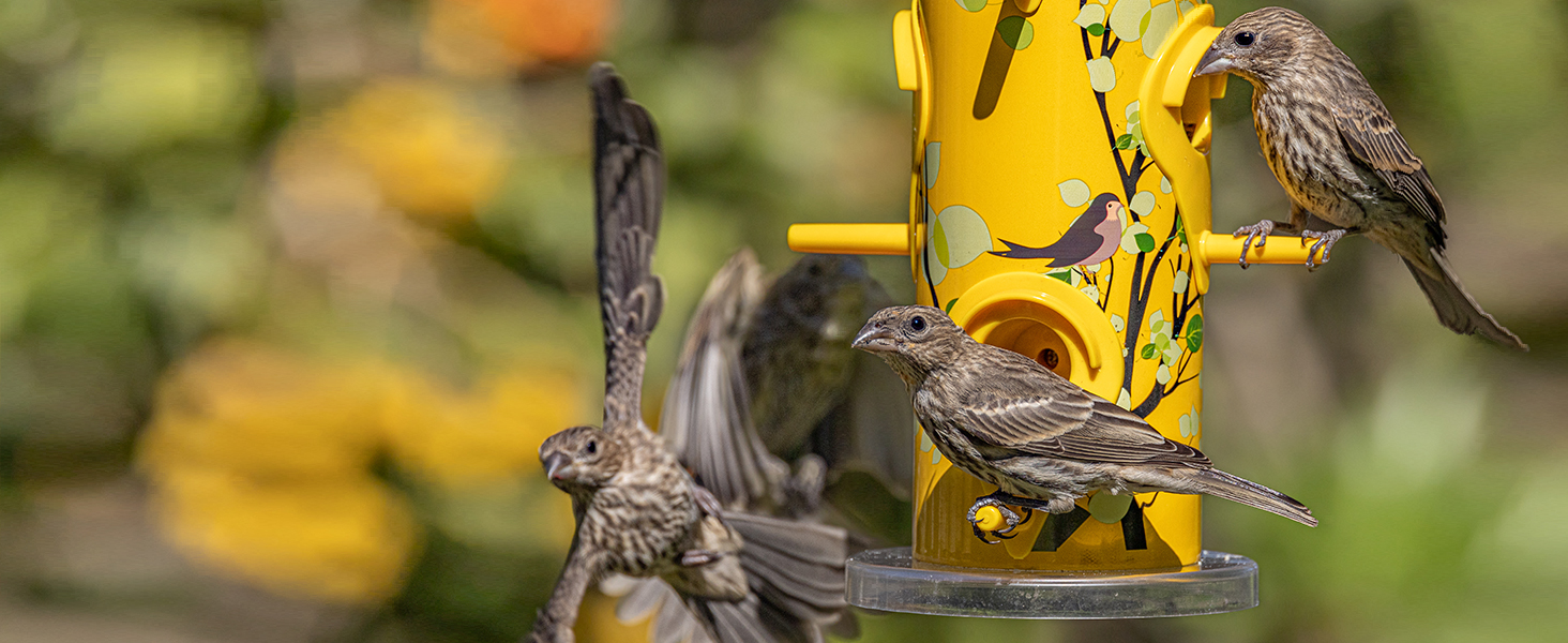 bird feeder