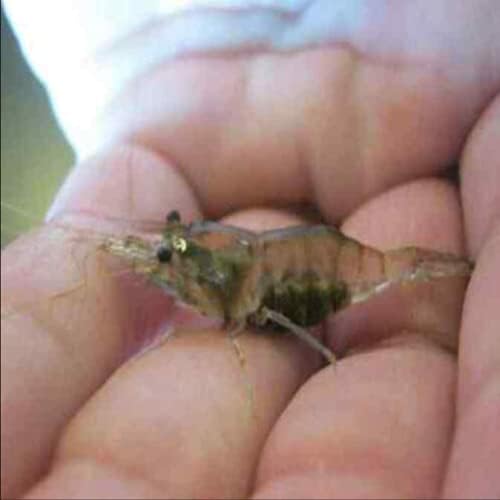 6+ Live Ghost Shrimp; Freshwater