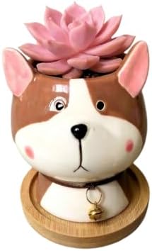 Cuteforyou Succulent Pots,Cute Animal Shaped Cartoon Ceramic Succulent Cactus Flower Planters -Plant Not Included，Cat