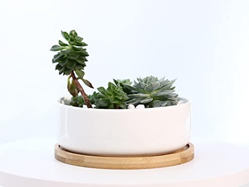 LANKER 6.3 Inch Round White Ceramic Succulent Planter Pot with Bamboo Tray