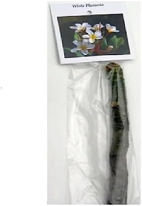 Hawaiian White Plumeria Plant Cutting ~ Grow Hawaii | 11" Cutting Easy To Root Grows 3-15ft Tall (Depending on Pruning) Indoors Outdoors