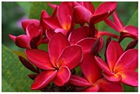 Red Hawaiian Live Plumeria Plant Cutting 9"-12" Long C1 | Discount Hawaiian Gifts Perennial Fragrant Blooms Indoor Outdoor Plants