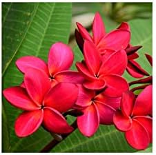 Red Hawaiian Live Plumeria Plant Cutting 9"-12" Long C1 | Discount Hawaiian Gifts Perennial Fragrant Blooms Indoor Outdoor Plants