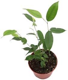 Ficus Benjamina Weeping Fig - 4'' from California Tropicals