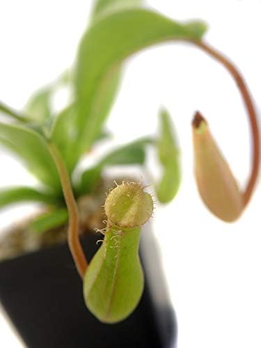 Nepenthes 'Alata' Pitcher Plant