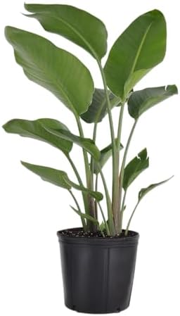 White Bird of Paradise Live Plant 10 inch Pot United Nursery
