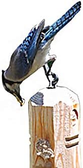 Wildlife Sciences Suet Plugs 48 Pack, Case of 12 Individually Wrapped 12 oz 4 Packs (Peanut Blend)