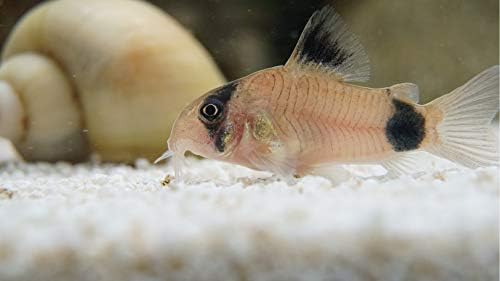 5 Panda Corydoras, Panda Corycats, Cute Freshwater Aquarium Catfish