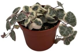 String of Hearts - Hearts Entangled -Ceropegia woodii-2.5" Pot-Collector' Series