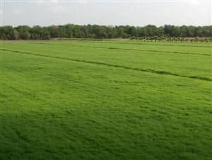 Bermuda Grass Seed Coated/Hulled - 20 Lb.