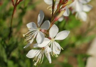 100 White GAURA Whirling Butterflies Gaura Lindheimeri Flower Seeds