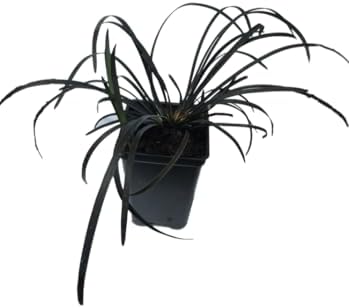 3 Containers of 2.5 Inch Pots of Black Mondo Decorative Grass, Nicely Rooted