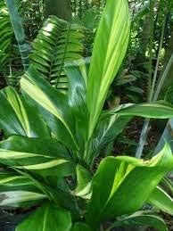 HAWAIIAN GREEN TI LEAF PLANT 2 LOGS ~ GROW HAWAII