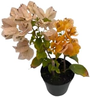 Yellow Bougainvillea - Everblooming - Indoors/Outdoors/Patio - 4" Pot