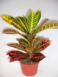 'CROTON' (1) PLANT/CODIAEUM VARIEGATUM PETRA 4'' from jmbamboo