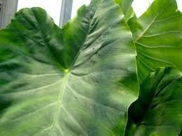 LIVE BULBS Colocasia gigantea Thailand Giant Thai Giant Elephant Ear Huge Leaf 6 Bulbs