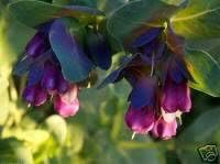 10 Blue Shrimp Plant/Honeywort/Blue Wax Cerinthe Major Flower Seeds
