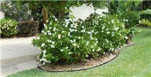 Brighter Blooms - Frost Proof Gardenia Shrub, 1 Gallon - No Shipping to AK, AZ, HI