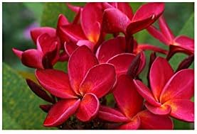 Hawaiian White Plumeria Plant Cutting - Live 10"