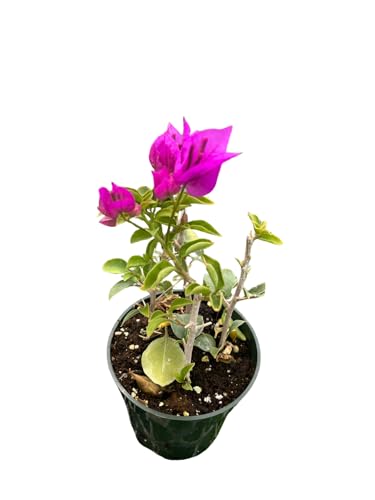 Purple Bougainvillea Plant - 4" Pot - Indoors/Out or Bonsai