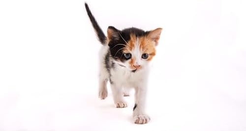 Hartz Powdered Kitten Milk Replacer Formula - 11Oz