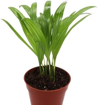 Areca Palm in 4 inch grower's Pot Sold by California Tropicals