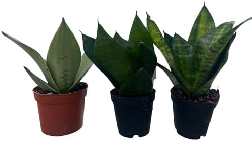 Birdsnest Snake Plant Collection - Sanseveria - 3 Plants Growing in 2" pots