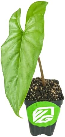 Stingray Elephant Ear Live Plant - Alocasia stringray by Wellspring Gardens - Alocasia - Unique Foliage - Versatile Plant - Tropical Plant