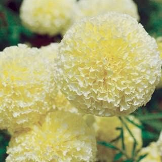 Park Seed Whopper Mix Marigold Flower Seeds – Giant 4-Inch Double Blooms in Yellow, Gold & Orange, Compact and Weather-Resistant Plants, Easy to Grow for Beds or Containers – Pack of 25