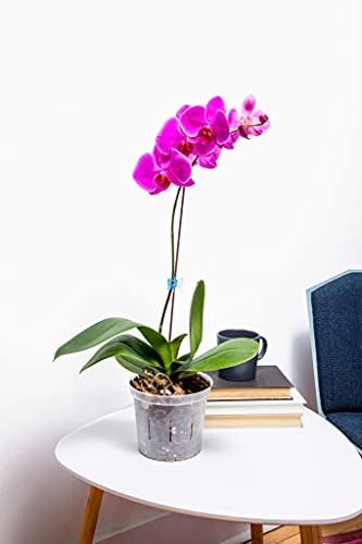 Orchid Pot Growers Assortment (8 Slotted Clear Orchid Pots - 2 Each of 3, 4, 5, 6 Inch) - Premium Orchid Planters, Orchid Pots with Holes for Repotting