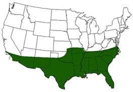 Blackjack Seeded Bermuda Grass Seed- 25# Bulk Warm Season by Blackjack