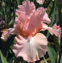 Pink Champagne, Colorful Bearded REBLOOMING IRIS (1) Rhizome/Bulb/Root Ready for Planting Now