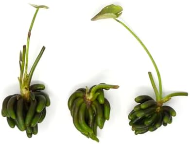 Banana Plant (Nymphoides Aquatica) Live Aquarium Plants BUY2GET1