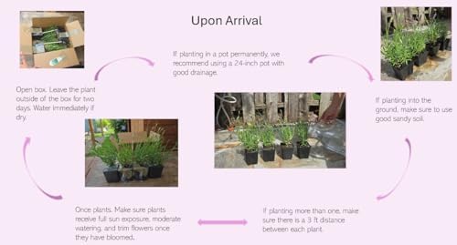 L+ French Provence Lavender — 1 Live Plant in 4" Pots — Blue-Purple Flowers — Fragrant, Bee-Friendly, Drought & Deer Resistant Perennial — Zones 5–9 — Grown in Sequim, WA
