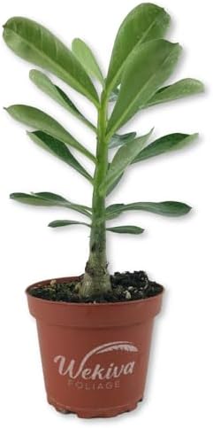 Desert Rose Plant - Live Plant in a 4 Inch Pot - Adenium Obesum - Dramatic Low-Water Succulent